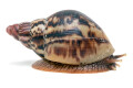 Lissachatina albopicta typ 4 subadult